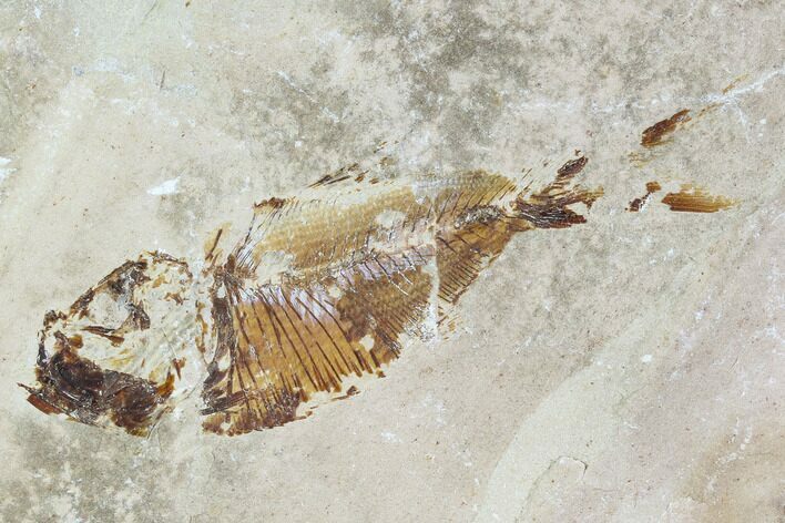 Cretaceous Fossil Fish (Armigatus) - Lebanon #110835